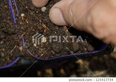 播種秋葵種子 播種秋葵種子 125417734