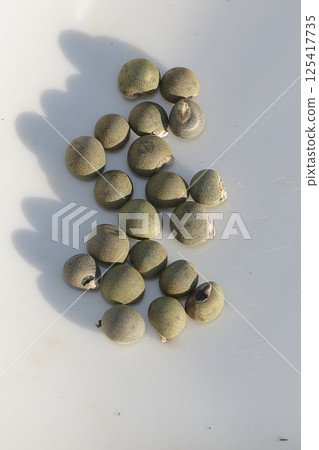 播種秋葵種子 播種秋葵種子 125417735