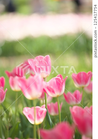 Beautiful pink spring flowers: tulips Beautiful pink spring flowers: tulips 125417754