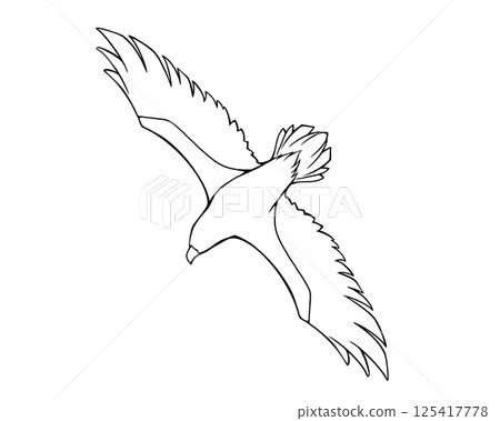 一隻展翅飛翔的鷹的線條畫插圖 125417778