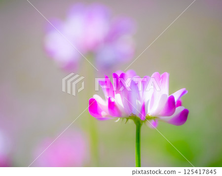 蓮藕的特寫 125417845