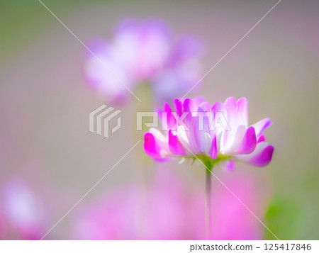 蓮藕的特寫 125417846