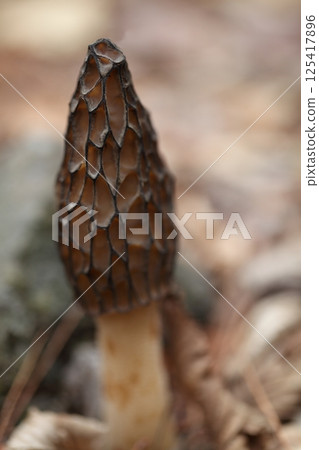 Amigasatake 125417896