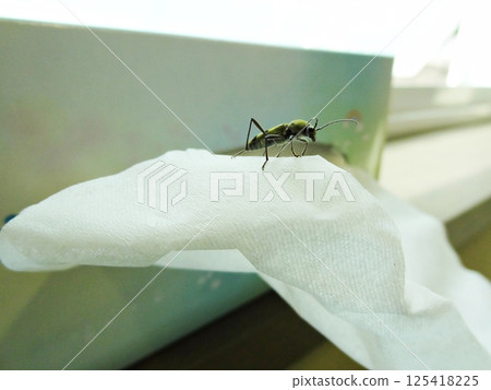 a close-up shot of a beetle 125418225