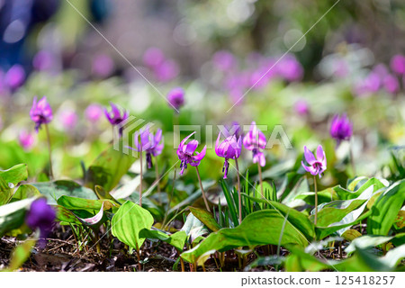 一組花形花 一組花形花 125418257