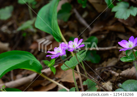 A lovely Hemerocallis anemone flower 125418266
