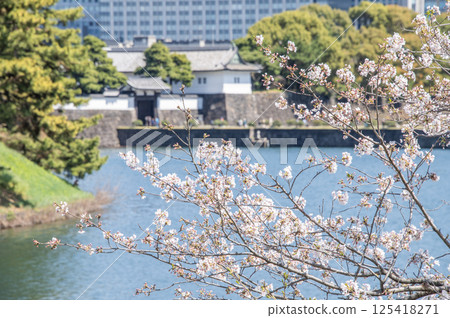 東京千代田區皇居外苑櫻田門和櫻花 125418271