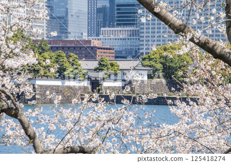 東京千代田區皇居外苑櫻田門和櫻花 125418274
