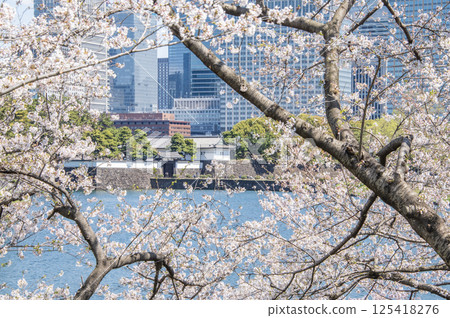 東京千代田區皇居外苑櫻田門和櫻花 東京千代田區皇居外苑櫻田門和櫻花 125418276