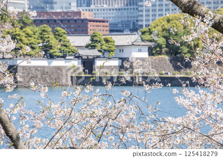 東京千代田區皇居外苑櫻田門和櫻花 125418279