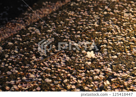 Littered Flowering Pink Cherry Blossoms And Petals Littered Flowering Pink Cherry Blossoms And Petals 125418447