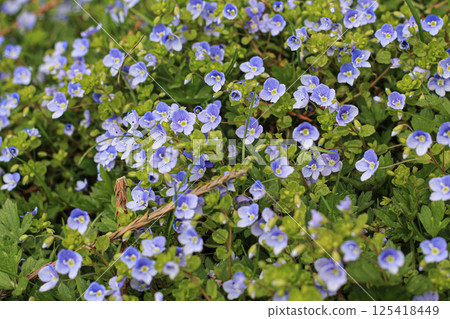 Persian Speedwell Faces In The Grass Persian Speedwell Faces In The Grass 125418449