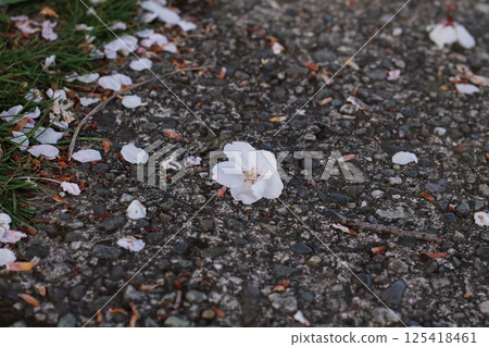 Littered Flowering Pink Cherry Blossoms And Petals 125418461