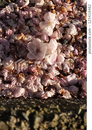 Littered Flowering Pink Cherry Blossoms And Petals Littered Flowering Pink Cherry Blossoms And Petals 125418462