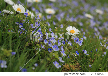Lawn Meadow Of Speedwell And English Daisies Lawn Meadow Of Speedwell And English Daisies 125418560
