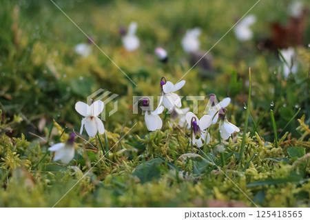 Springing Sweet White Violets In Mossy Lawn 125418565