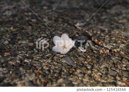 Littered Flowering Pink Cherry Blossoms And Petals 125418566