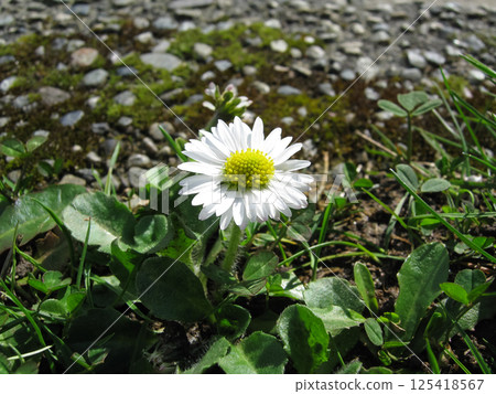 English Daisies Out In The Park 125418567