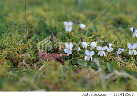 Springing Sweet White Violets In Mossy Lawn Springing Sweet White Violets In Mossy Lawn 125418568