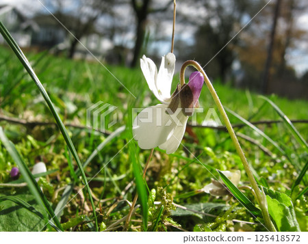 Springing Sweet White Violets In Mossy Lawn Springing Sweet White Violets In Mossy Lawn 125418572