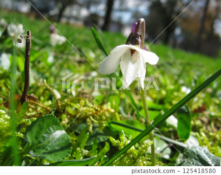 Springing Sweet White Violets In Mossy Lawn Springing Sweet White Violets In Mossy Lawn 125418580