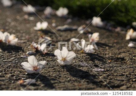 Littered Flowering Pink Cherry Blossoms And Petals 125418582