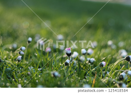 Early Morning English Daisy Buds In A Dewey Park 125418584