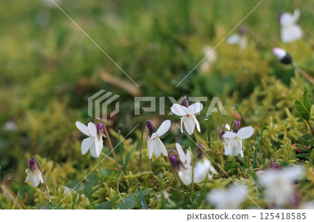 Springing Sweet White Violets In Mossy Lawn Springing Sweet White Violets In Mossy Lawn 125418585