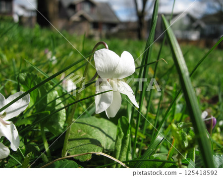 Springing Sweet White Violets In Mossy Lawn 125418592