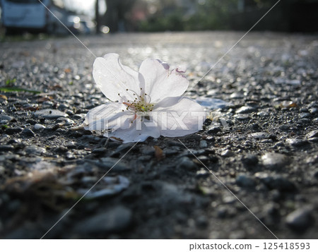 Littered Flowering Pink Cherry Blossoms And Petals 125418593