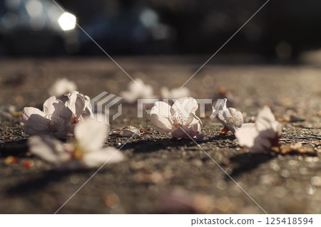 Littered Flowering Pink Cherry Blossoms And Petals 125418594