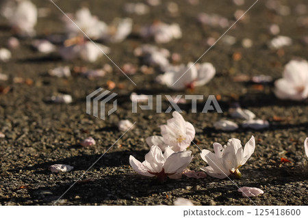 Littered Flowering Pink Cherry Blossoms And Petals 125418600