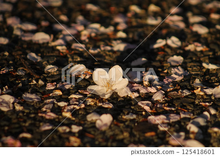 Littered Flowering Pink Cherry Blossoms And Petals 125418601