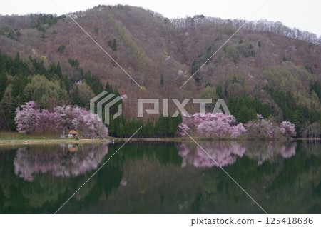 Shinshu Azumino Lake Nakatsuna, famous for its Oyamazakura cherry blossoms, the middle lake of the Nishina Lakes 125418636
