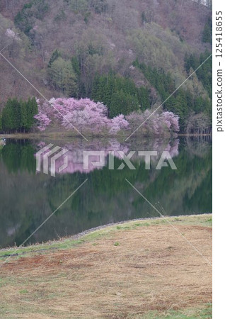 信州安曇野中津湖,以大山櫻花聞名,是仁科湖的中湖 信州安曇野中津湖,以大山櫻花聞名,是仁科湖的中湖 125418655