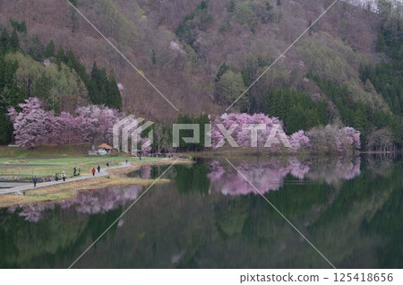 信州安曇野中津湖，以大山櫻花聞名，是仁科湖的中湖 125418656