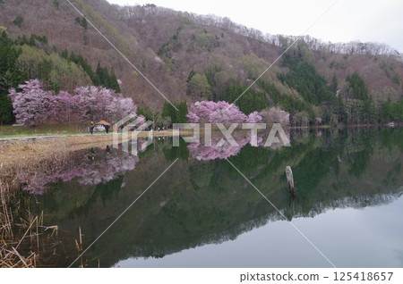 信州安曇野中津湖，以大山櫻花聞名，是仁科湖的中湖 125418657