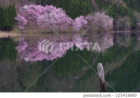 信州安曇野中津湖,以大山櫻花聞名,是仁科湖的中湖 信州安曇野中津湖,以大山櫻花聞名,是仁科湖的中湖 125418660
