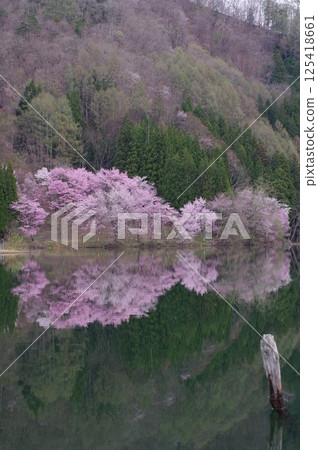 信州安曇野中津湖，以大山櫻花聞名，是仁科湖的中湖 125418661