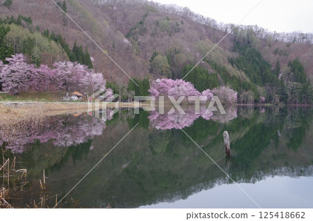信州安曇野中津湖,以大山櫻花聞名,是仁科湖的中湖 信州安曇野中津湖,以大山櫻花聞名,是仁科湖的中湖 125418662
