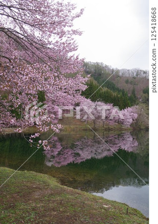 信州安曇野中津湖，以大山櫻花聞名，是仁科湖的中湖 125418668