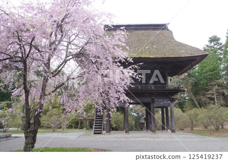 Shinshu Omachi's ancient temple, Reishoji, founded in the Kamakura period, with its mountain gate and cherry blossoms in the Tachikawa style 125419237