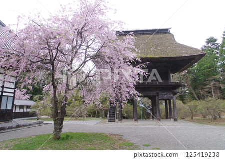 Shinshu Omachi's ancient temple, Reishoji, founded in the Kamakura period, with its mountain gate and cherry blossoms in the Tachikawa style 125419238