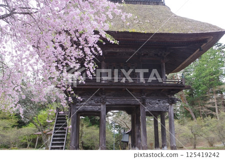 Shinshu Omachi's ancient temple, Reishoji, founded in the Kamakura period, with its mountain gate and cherry blossoms in the Tachikawa style 125419242
