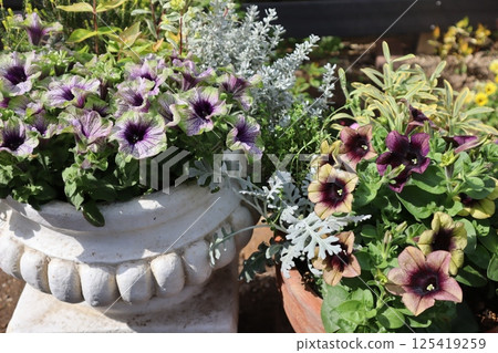 Antique colored petunia pot Antique colored petunia pot 125419259