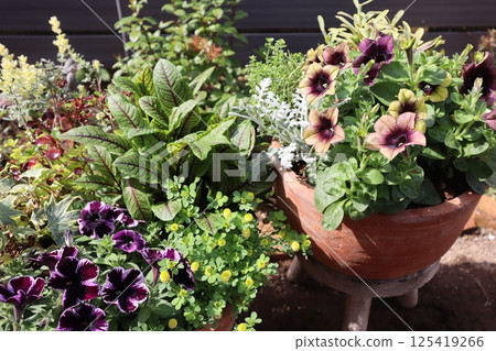 Antique colored petunias in a pot Antique colored petunias in a pot 125419266