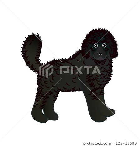 Black poodle illustration Black poodle illustration 125419599