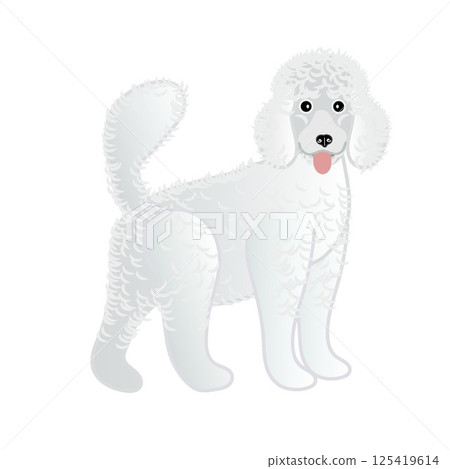 Illustration of a white poodle 125419614