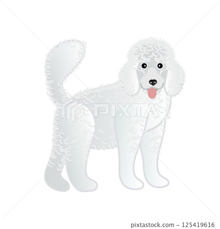 Illustration of a white poodle 125419616
