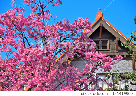 Spring Cultural Path Futabakan (former residence of Sadayakko Kawakami) and Ookanzakura (cherry blossoms) 125419900